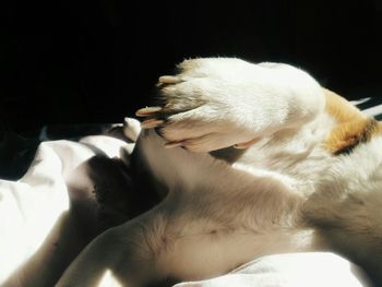 Dog sleeping on couch