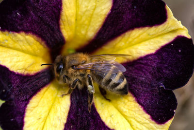 Close-up of insect on purple flower
