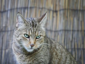 Close-up portrait of tabby cat