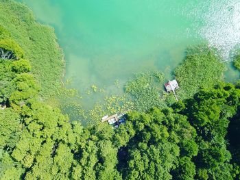 High angle view of trees by lake