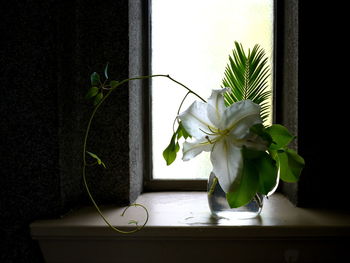 Close-up of potted plant on table