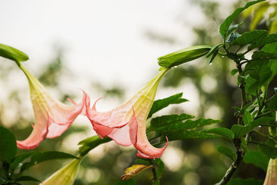 Close-up of red flowering plant leaves