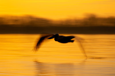 Close-up of bird flying over sea during sunset