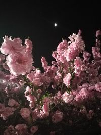 Low angle view of pink flowers