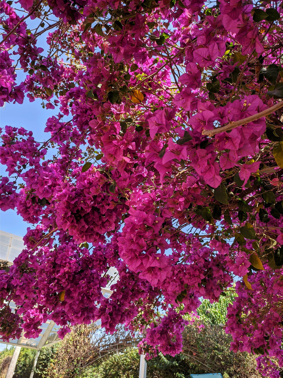 plant, tree, beauty in nature, growth, flower, flowering plant, pink, blossom, nature, freshness, day, fragility, no people, low angle view, shrub, springtime, outdoors, branch, sky, park, leaf, tranquility, park - man made space