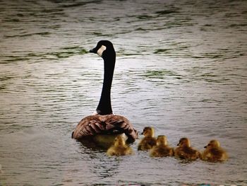 Duck swimming in lake