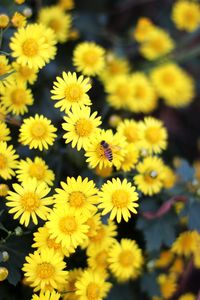 Close-up of yellow flowering plants