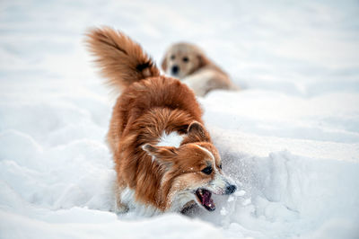 Golden retriever and welsh corgi play in the white snow on a cold winter day