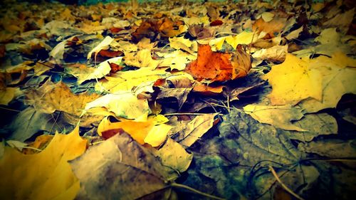 Full frame shot of dry leaves during autumn