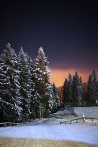 Trees against clear sky during winter at night