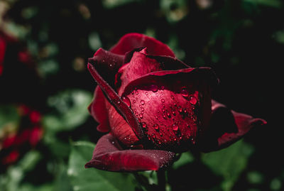 Close-up of wet rose