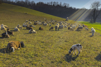 View of sheep on field