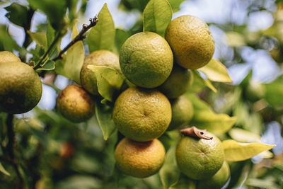 Close-up of fruits on tree