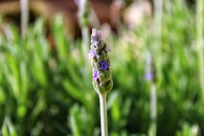 Close-up of insect on purple flower