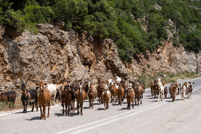 View of sheep walking on road