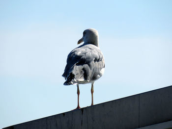 Low angle view of bird perching against clear sky