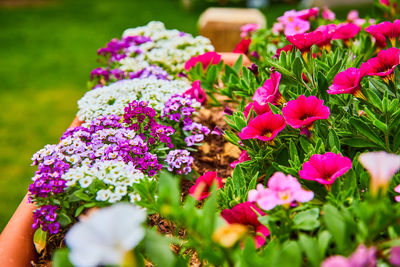 Close-up of purple flowering plant