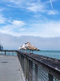 Seagull perching on railing against sea