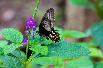 Close-up of butterfly pollinating on plant