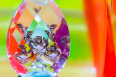 Close-up of insect on glass wall