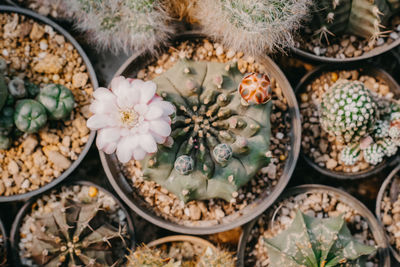 High angle view of succulent plant