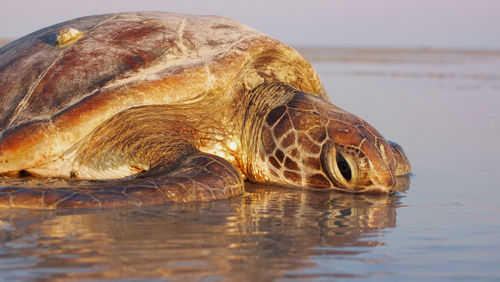 Close-up of turtle in sea