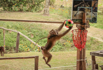 Horse cart on wooden fence