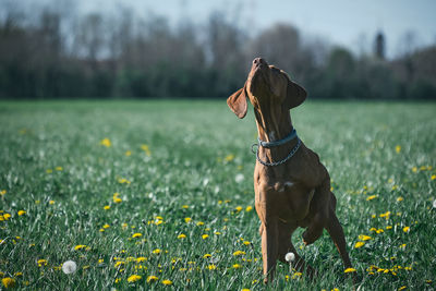 Close-up of dog on field