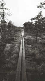 Road passing through forest