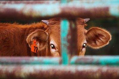 Portrait of cow seen through rusty fence
