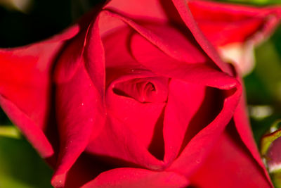 Close-up of red rose blooming outdoors