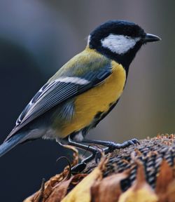 Close-up of bird perching on a branch