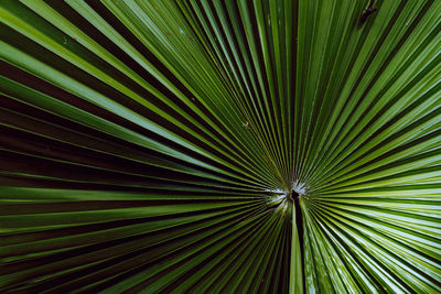 Full frame shot of palm tree