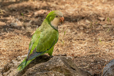 Close-up of parrot perching on a field