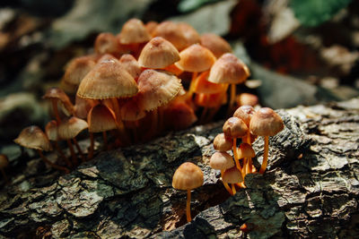 Close-up of mushrooms