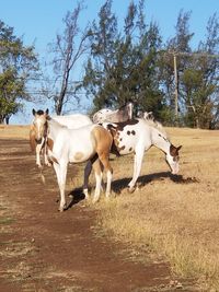 Horses in a field