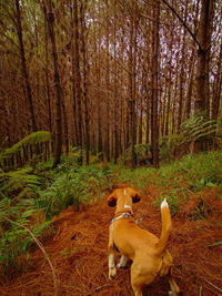 Dog standing in forest