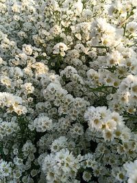 Full frame shot of white flowering plant