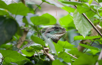 Close-up of a lizard on tree