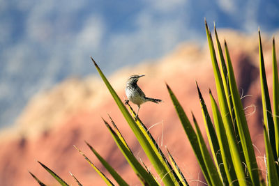 Close-up of plants growing on field