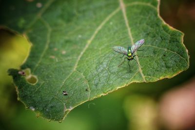 Close-up of insect on leaf