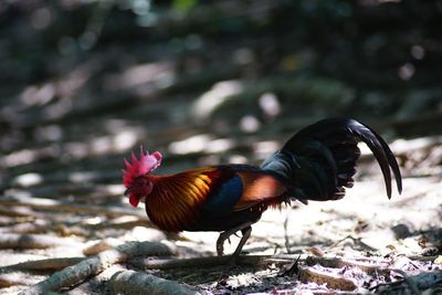 Close-up of rooster on field