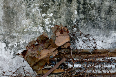 Close-up of frozen tree trunk during winter