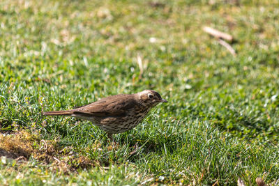 Close-up of bird on field