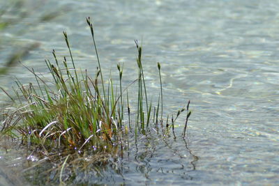 Close-up of grass in water