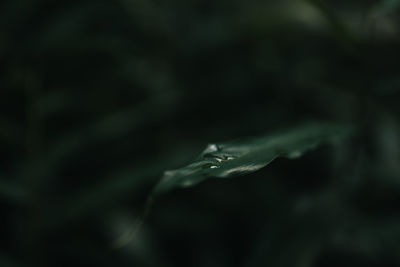 Close-up of water drops on plant