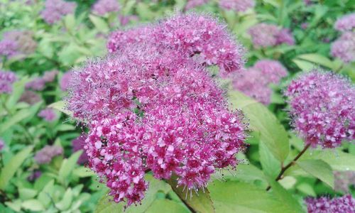 Close-up of pink flowering plants