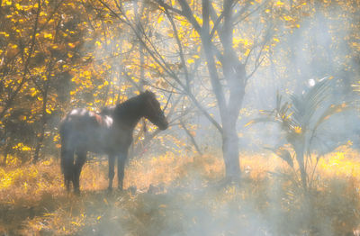 Horse standing on field by trees in forest during autumn