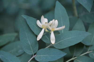 Close-up of white flowers growing outdoors