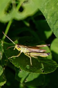 Close-up of insect on leaf